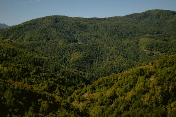 Découvrez la richesse et la diversité exquises des confitures françaises